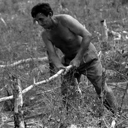 Recursos genéticos de la milpa tradicional yucateca milpa